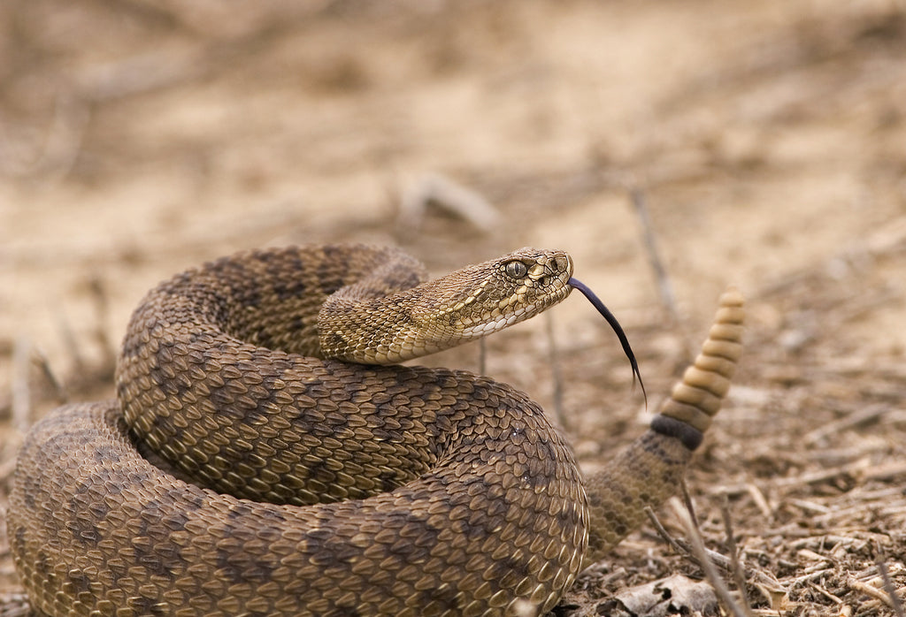 How to Avoid Unwanted Encounters with Rattlesnakes in Colorado